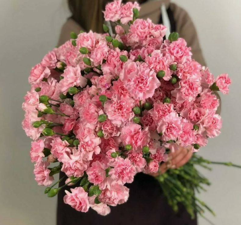 Гвоздика кустовая Гвоздика кустовая