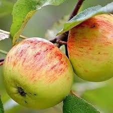 Яблоня РАНЕТКА