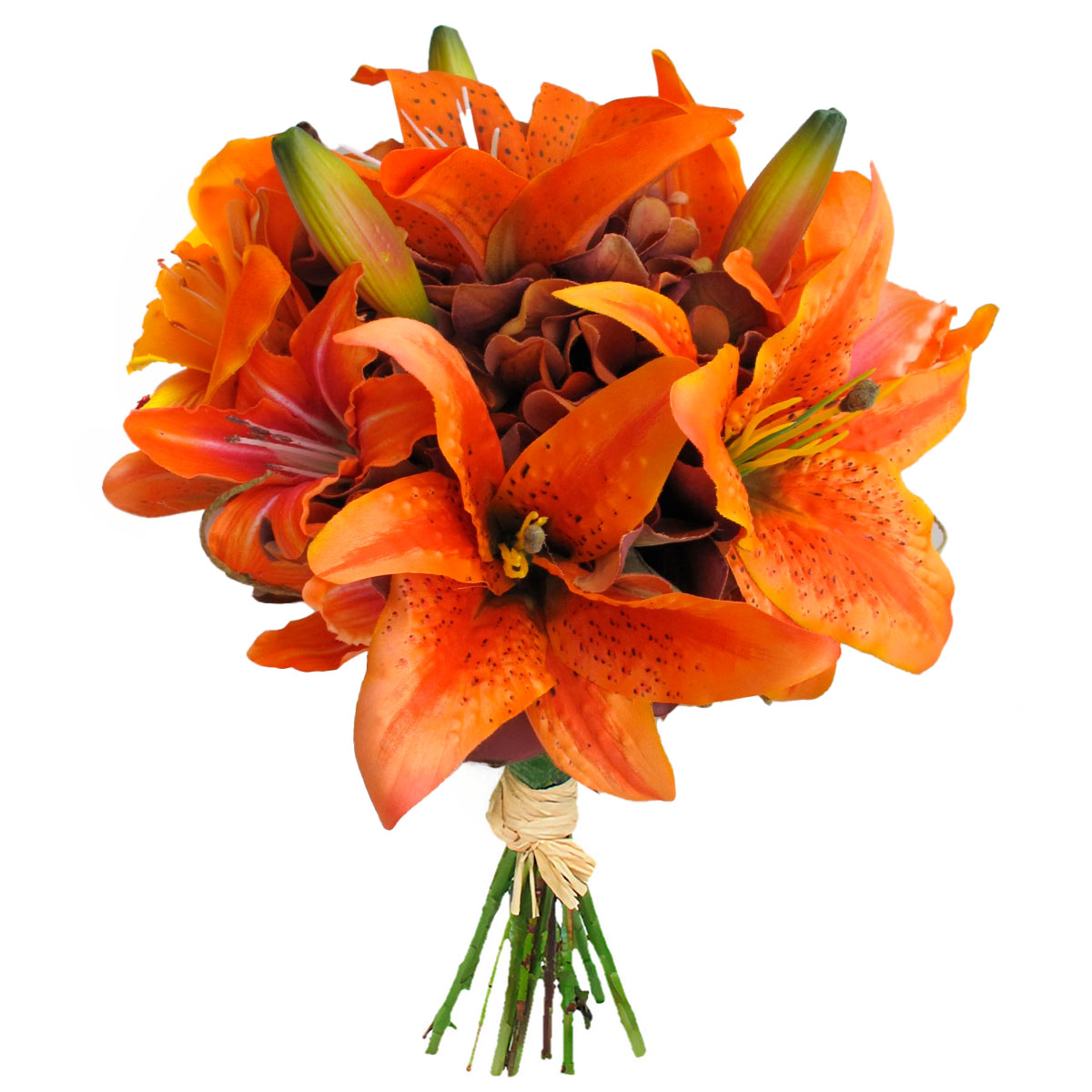 Лилия тигровая Лилия тигровая