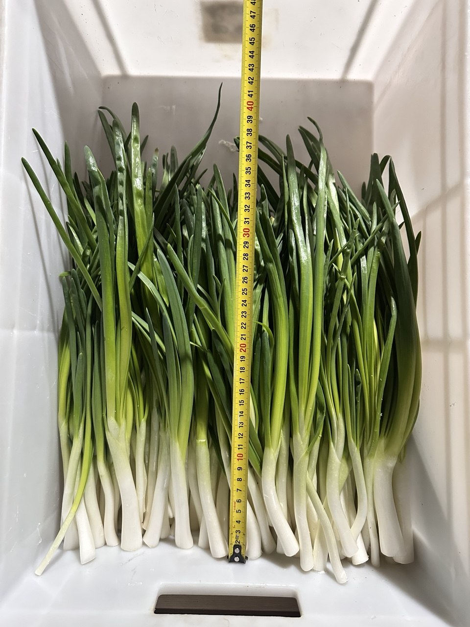 лук «Стардаст»