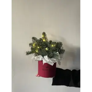 Коробка из нобилиса мини